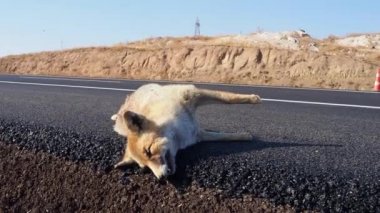 Araba kazasında ölen tilki, otoyolda ölen tilki.,