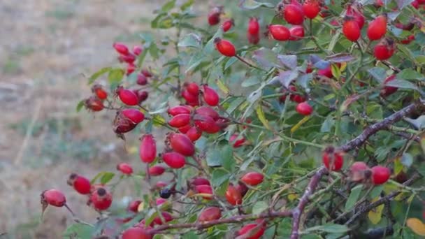 Spinoso Albero Rosa Canina Medicinale Suoi Frutti Maturi — Video Stock