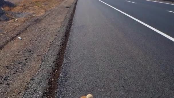 Zorro Que Murió Como Resultado Accidente Coche Zorro Que Murió — Vídeo de stock