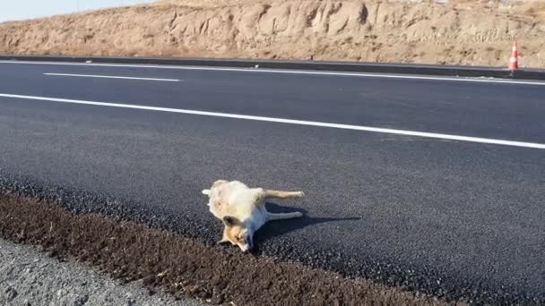 69 Cartoon car crash Videos, Royalty-free Stock Cartoon car crash