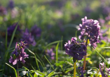 Güneşin altında çiçek açan Corydalis 'in olduğu güzel bir doğa sahnesi. Alternatif tıp bahar günü. Güzel çayır. Cilt bakımı, vücut bakımı, bitkisel ilaç ve eczane için doğal ürünlerin reklamları için doğa arka planı.