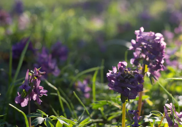 Güneşin altında çiçek açan Corydalis 'in olduğu güzel bir doğa sahnesi. Alternatif tıp bahar günü. Güzel çayır. Cilt bakımı, vücut bakımı, bitkisel ilaç ve eczane için doğal ürünlerin reklamları için doğa arka planı.