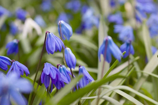 Blossom Blue Snowdrops Scilla Siberica Flowers Spring Forest Spring Background — Stock Photo, Image