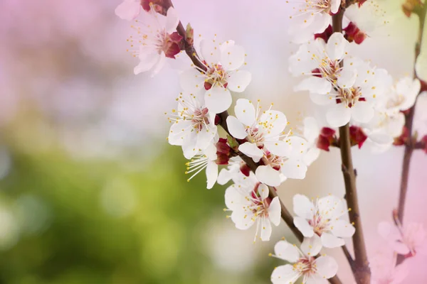 Spring banner,  blossom branch . Spring  blossoms background, empty template