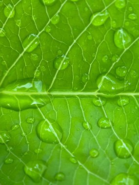 Yeşil yaprakların üzerine su damlalarının kapatılması