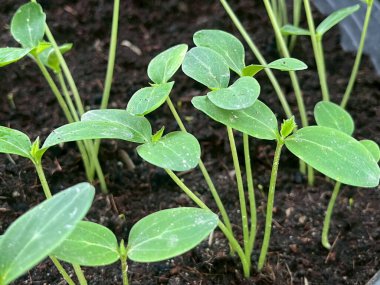 Ağaç tohumlarından fidanlar (