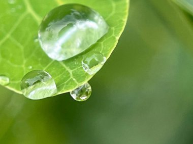Yeşil yaprakların üzerine su damlalarının kapatılması 