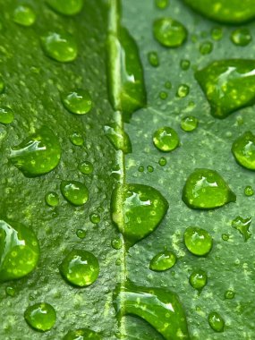Yeşil yaprakların üzerine su damlalarının kapatılması 