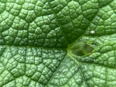 Yaprak arkaplanını kapat