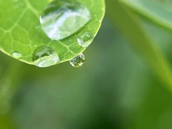 Yeşil yaprakların üzerine su damlalarının kapatılması 