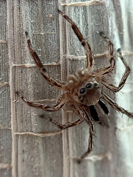 Yaprağın üzerindeki örümceğin yakın çekimi.