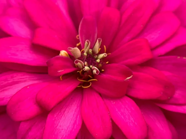 yakın çekim çiçek 