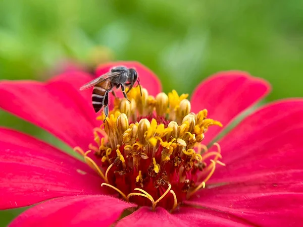 yakın çekim çiçek 