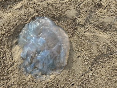 kumlu sahilde denizanası