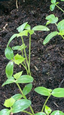 Ekinler bahçede filizleniyor.