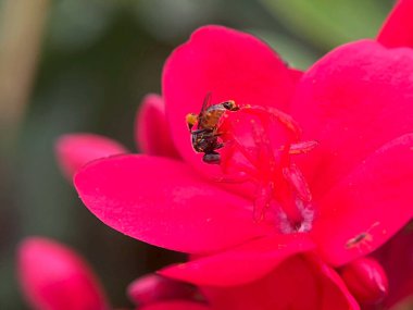 Arıyı pembe çiçeğe yaklaştır.