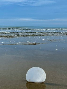  Kumsalda deniz kabukları