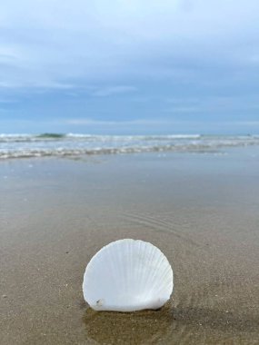  Kumsalda deniz kabukları