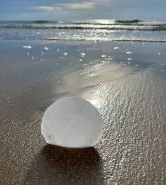  Kumsalda deniz kabukları