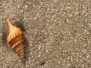  Kumsalda deniz kabukları