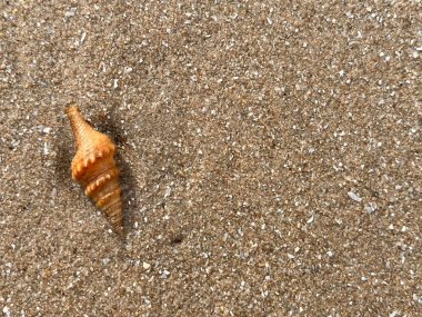  Kumsalda deniz kabukları