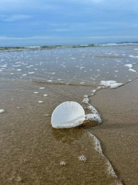  Kumsalda deniz kabukları