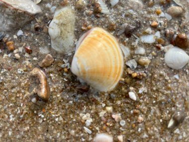  Kumsalda deniz kabukları