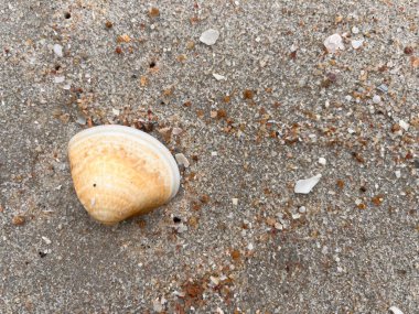 Sahilde deniz kabuğu