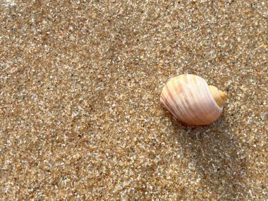  Sahilde deniz kabuğu