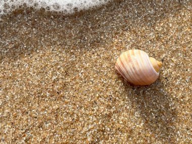  Sahilde deniz kabuğu