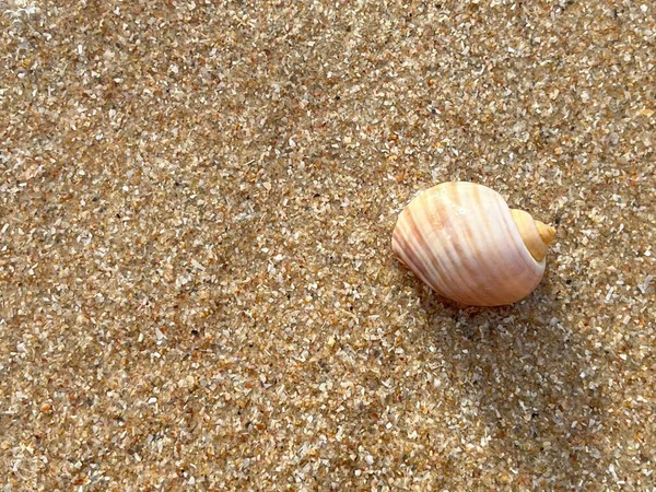  Sahilde deniz kabuğu