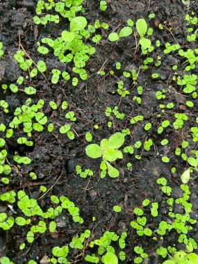 Tohumların tohumları toprakta yetişiyor.