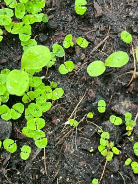 Tohumların tohumları toprakta yetişiyor.