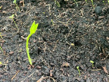 Tohumların tohumları toprakta yetişiyor.