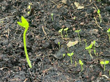 Tohumların tohumları toprakta yetişiyor.