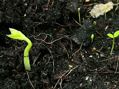 Tohumların tohumları toprakta yetişiyor.