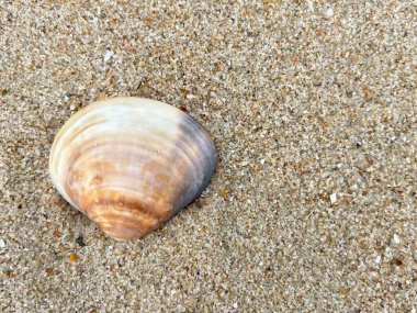  Sahilde deniz kabuğu