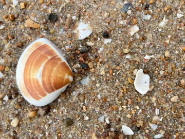  Sahilde deniz kabuğu