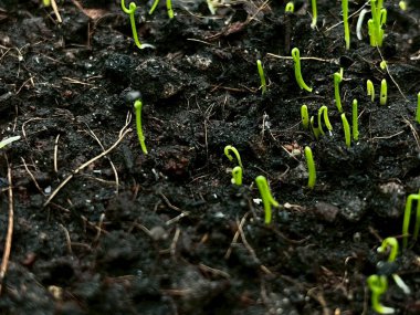 Tohumların tohumları toprakta yetişiyor.