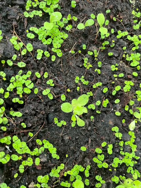 Tohumların tohumları toprakta yetişiyor.