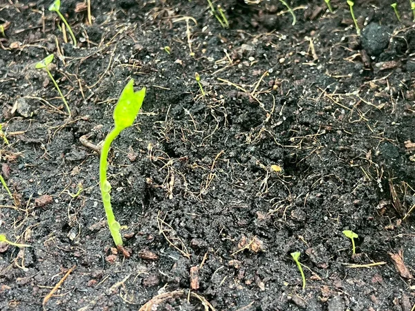 Tohumların tohumları toprakta yetişiyor.