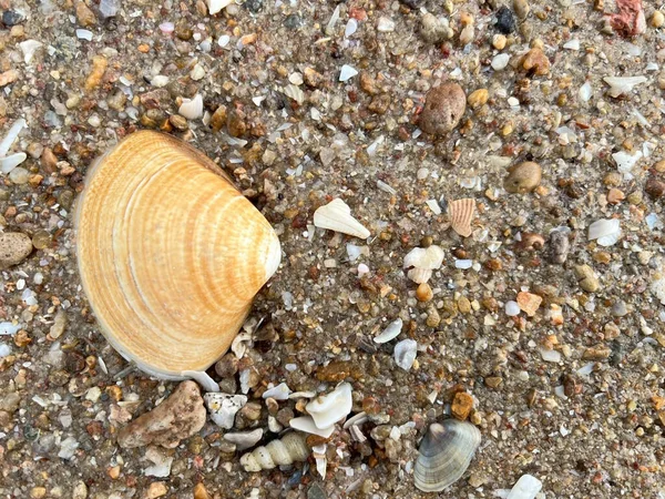  Sahilde deniz kabuğu