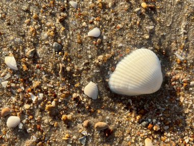  Sahilde deniz kabuğu 