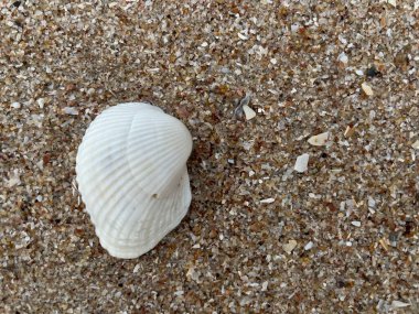 Sahilde deniz kabuğu 