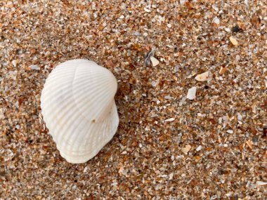  Sahilde deniz kabuğu 