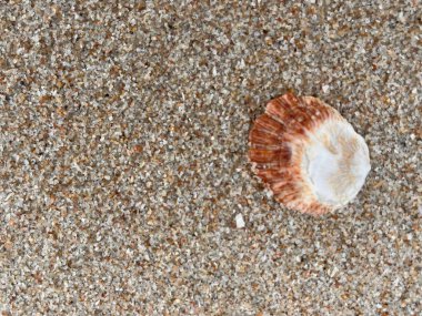 Sahilde deniz kabuğu 