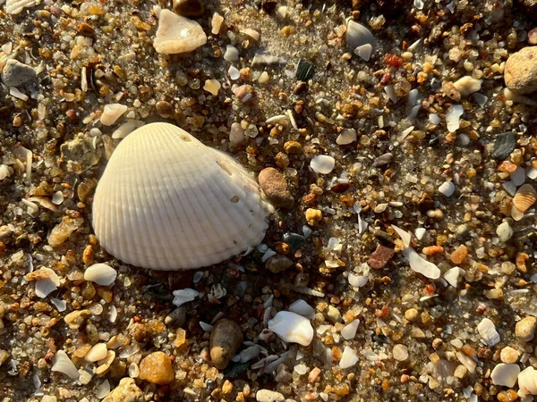  Sahilde deniz kabuğu 