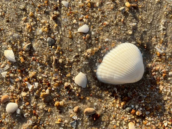  Sahilde deniz kabuğu 