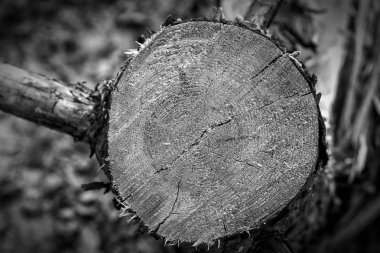 Taze ağaç kütüğü arka plan veya doku kesti. Siyah beyaz