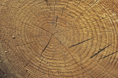 Taze ağaç kütüğü arka plan veya doku kesme